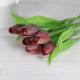 Jarní tulipán - červenofialový 1 ks