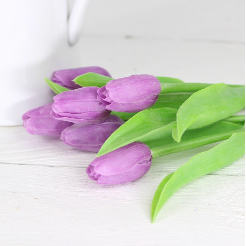 Jarný tulipán - fialový 1 ks