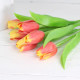 Jarný tulipán - oranžovožltý 1 ks