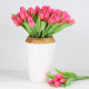 Jarní tulipán - sytě červený 1 ks