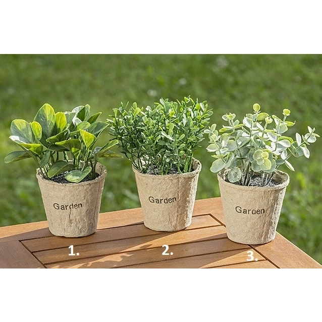 Rastlinka v kartónovom obale - 14 cm