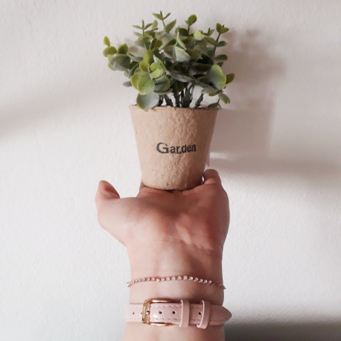 Rostlinka v kartonovém obalu - 14 cm