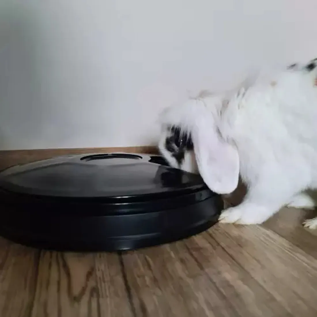 Automatický dávkovač krmiva 