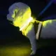 LED svietiaci nastaviteľný obojok pre psy