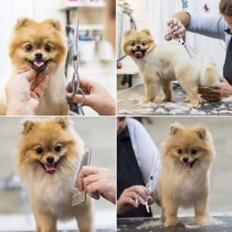 Sada nožníc a príslušenstva na strihanie srsti 9v1