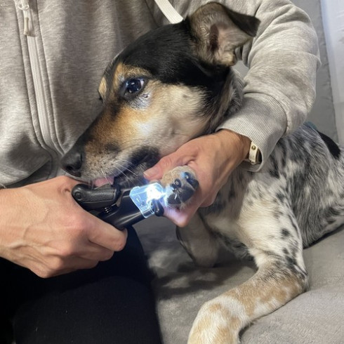 Zastřihovač na drápy pro psa/kočku