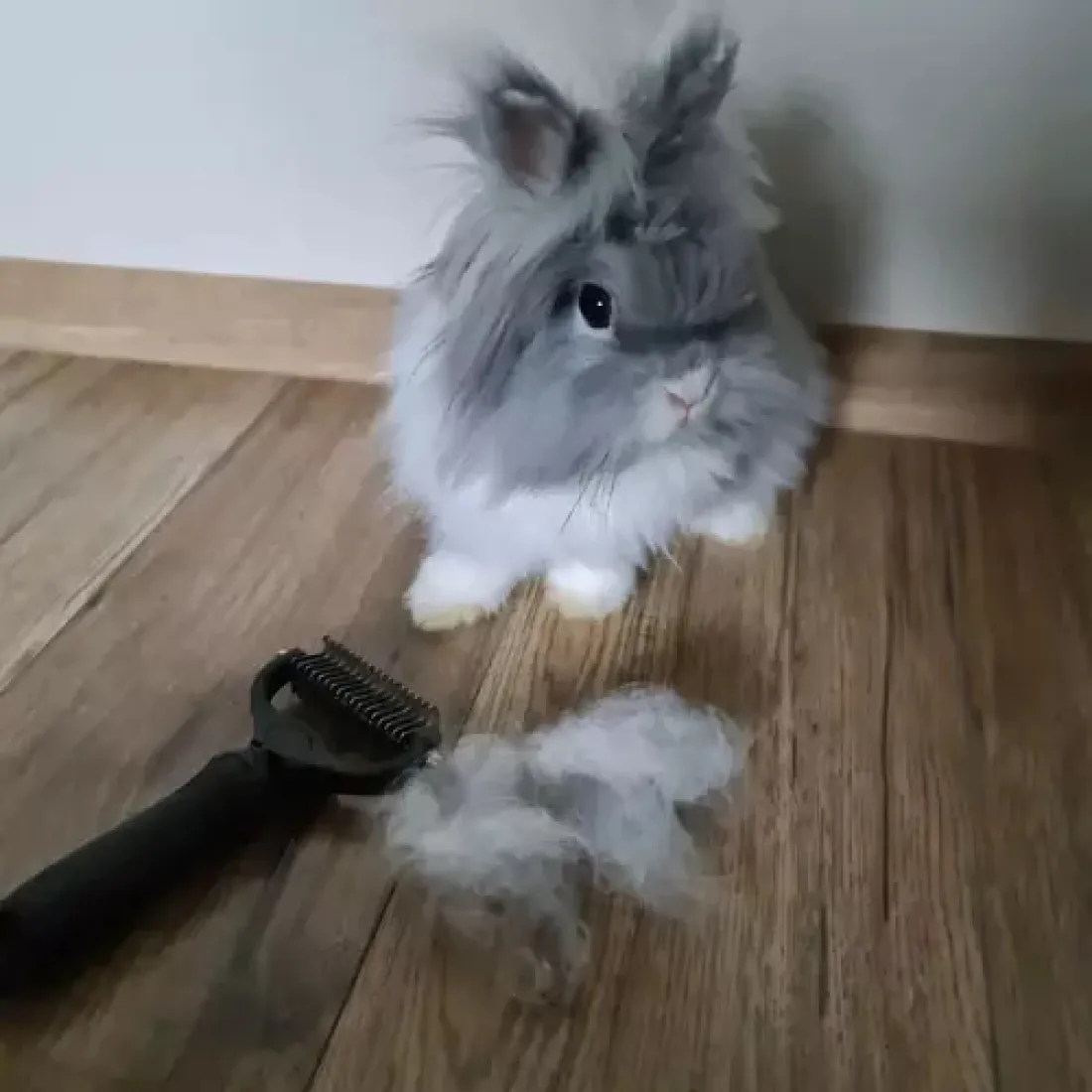 Zastrihávač/hrebeň pre zvieratá