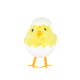 Veľkonočná dekorácia žlté kuriatko v škrupinke 8 cm