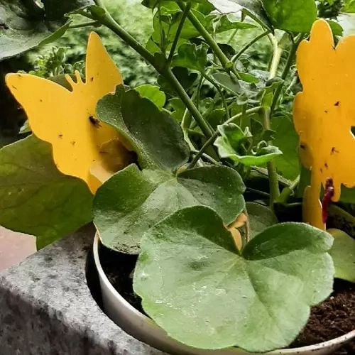 Lep na ochranu rostlin před hmyzem, 12 ks