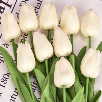 Jarný tulipán - krémový 1 ks