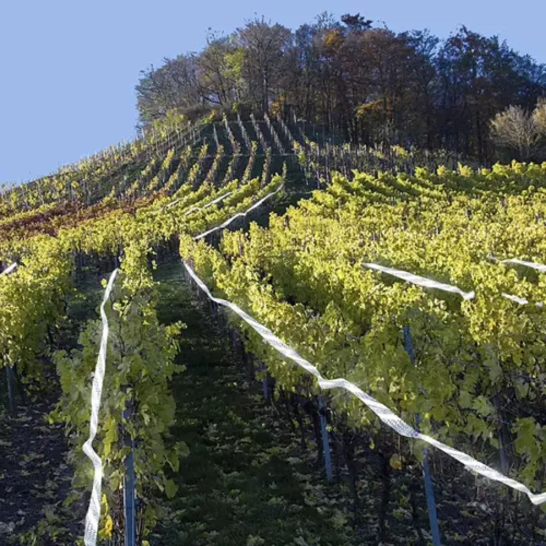 Reflexní páska proti ptákům 80 m